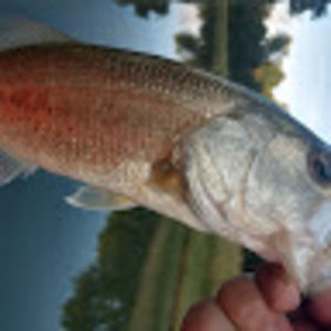 Meet your Posher, Allan